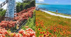 夏天花海地圖｜2026暑假不能錯過！荷花.向日葵.金針花海綻放中