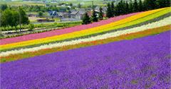 熱門旅遊行程推薦：北海道、澳洲、韓國，美景、可愛動物、高CP值全擁有！