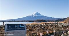日本山梨｜河口湖－大石公園：四季不同景致的推薦拍攝點，湖畔芒草相伴浪漫不已