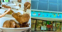 日本東京室內動物園ANITOUCH！看水豚泡澡，還能餵食小動物