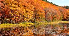 日本福島賞楓景點推薦！紅葉隧道、日本百景、濕原秋紅美景一次看！