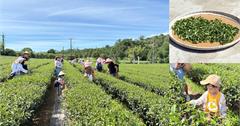 台東｜佳芳觀光茶園休閒農場：一日茶農體驗！採茶、打綠茶汁、蛋捲DIY，親子一起同樂