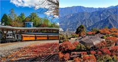 2025阿里山賞楓攻略！賞楓列車購票方式、賞楓景點、飯店推薦，全部告訴你