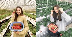 2026台北內湖草莓季：草莓園推薦、時間資訊一次看！
