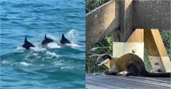 台灣野生動物奇景！淡水海豚、小琉球鯨落，珍貴畫面一次看！