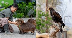 高雄野森動物學校：樹懶、水豚出沒，打造「森林教室」跟可愛動物近距離互動！
