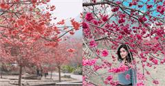 2026日月潭櫻花季登場！南投櫻花不只九族文化村，這處同樣美不勝收