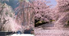 日本北海道、東北地區櫻花景點！4月中還能欣賞浪漫櫻花美景