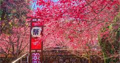 2026九族櫻花祭：6大櫻花綻放！原民歌舞祭典、招財貓登場