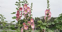 一年一度彰化2026田中窯蜀葵花季開跑！吃美食、玩手作享受春天氣息