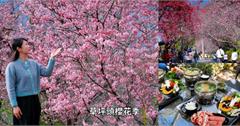 一年一度南投花宴：2026草坪頭櫻花季，有山、有茶園，花海美不勝收