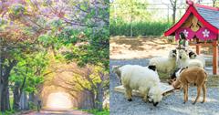 12個嘉義太保景點推薦：故宮南院、苦楝樹隧道、笑笑羊萌寵樂園一次看！