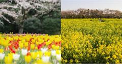日本春季賞花勝地推薦！油菜花、鬱金香為春天揭開序幕