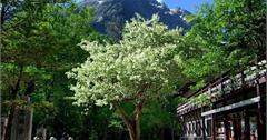 日本長野「上高地 明神館」百年歷史秘境旅宿4/25新開幕！