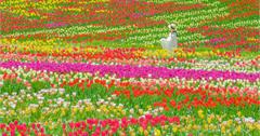 廣島世羅町5大賞花景點！櫻花、鬱金香、粉蝶花一次看！