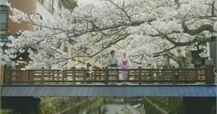 城崎溫泉春季景點推薦：賞櫻、採草莓、夕陽百選必看！