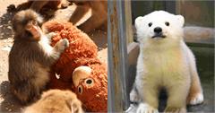 日本動物園推薦：11大必去！小獼猴胖奇Punch這邊看！明星動物、門票交通全攻略