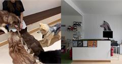馬來西亞Husko Asia：必訪擼狗體驗館，被哈士奇包圍的療癒時光