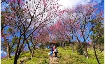 【新北土城】2015年2月1日花況：櫻花盛開．太極嶺