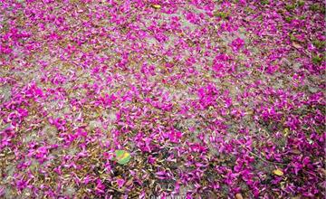 Miaoli｜苗栗‧南庄｜南庄老街、桂花巷一日遊，還要享用道地的客家美食