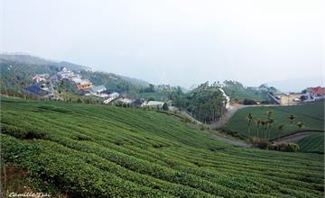 │嘉義梅山│碧湖村。碧湖山觀光茶園
