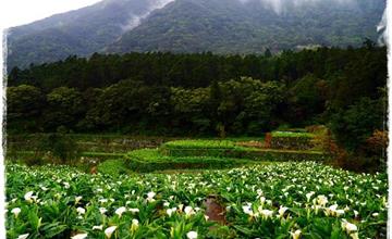 陽明山海芋季開跑！賞海芋、喫茶吃糰子~一秒到日本，日式茶屋品茶點-竹子湖芭樂嫂甘味坊日式茶屋