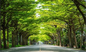 Tainan｜台南‧學甲｜炎炎夏日，來174縣道避暑去*全台最美的小葉欖仁綠色隧道