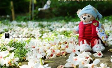 【嘉義。東區】四月桐花雪。幸福山丘HappyHill。圓林仔社區賞桐趣