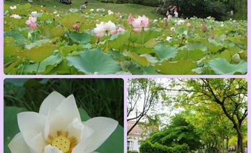 五月裡的黃金雨&漫步荷花池畔 ‧ 台中亞洲大學105.05.22@梅姬小姐愛旅行