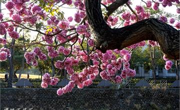 │台中西屯│洋紅風鈴木。紅花流水遊子肥（純紀錄）