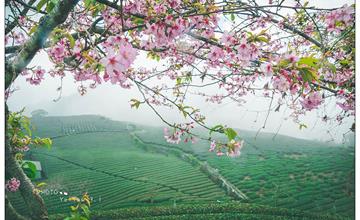 慢，茶人的雲霧之鄉；靜，櫻戀的琉璃之村--阿里山石棹小旅行（嘉義竹崎）