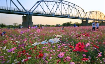 下淡水溪舊鐵橋 波斯菊伴鐵橋 黃昏更美好｜屏東景點 高屏舊鐵橋