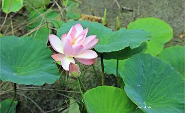 2018白河石斛蘭花瀑布 荷花也開了 朵朵粉紅妝點綠意｜台南賞花景點 白河赤中寺