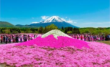 富士山芝櫻2018 新情報！河口湖一日遊行程 & 交通 & 景點推薦