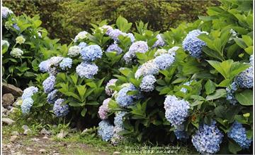 2018年赤柯山繡球花！6月金針花未開，紫陽花先迎人，自然、奔放、大氣，免費拍