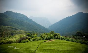 遇見山林雲霧中的神祕大象，啜飲綠毯茶園中的台灣味--台灣好行阿里山線