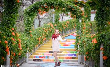 新北｜橘色鞭炮開炸啦！亮眼花海瀑布迎新春，鶯歌永吉公園也有炮仗花拱門步道