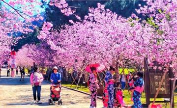 全台賞櫻特輯：2019 九族櫻花季 門票、交通、熱門景點行程推薦