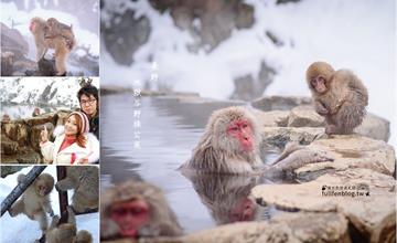 日本長野｜雪地裡的奇景，到地獄谷野猿公苑看猴子泡溫泉！附交通&時刻表
