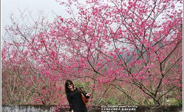 花蓮賞櫻攻略！關原加油站、碧綠神木、西寶國小、玉山神學院、樹湖社區櫻花步道、鳳林櫻花步道、大加汗部落碧赫潭 