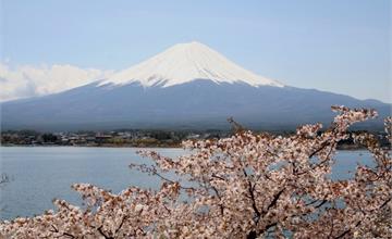 日本富士山櫻花玩法搶先看！2019富士山櫻花景點、美食推薦