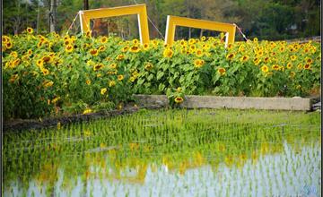 台中|烏日.向日葵田