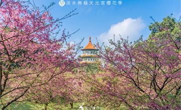 新北市｜淡水無極天元宮櫻花，粉嫩櫻花陪襯出初春的浪漫