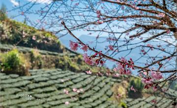 春櫻景致中的茶席，優雅茶人的自然哲學--阿里山石桌小旅行(嘉義阿里山)