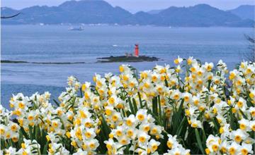 2019日本花季：紫藤花、油菜花！日本花季景點×四季花卉