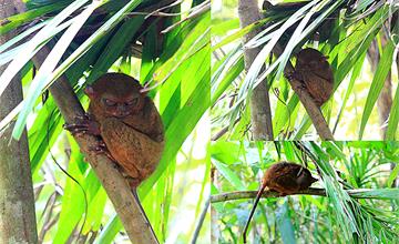 菲律賓薄荷島│菲律賓眼鏡猴保護區Tarsier Conservation Area，菲律賓眼鏡猴世界獨有，外星人、絕地大師尤達，Philippine Tarsier Sanctuary，薄荷島必去景點