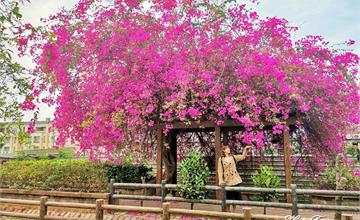 台南｜新化南圳綠堤公園：台南的萊茵河畔，九重葛紅花亭盛開中
