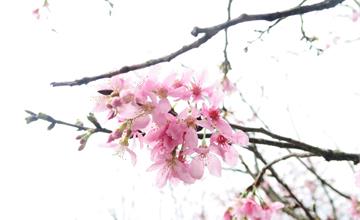 台北陽明山賞花～百合水仙、河津櫻綻放中