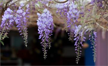 【活動懶人包】嘉義│瑞里紫藤花季，紫色夢幻大爆發！