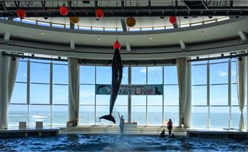 大洗水族館｜茨城縣日本–緊臨太平洋日本第六大水族館，有著500多種海洋生物